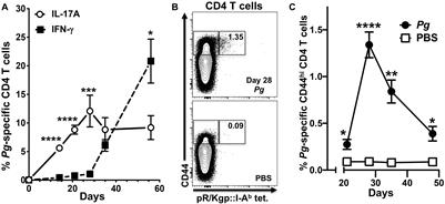 Transient Expression of IL-17A in Foxp3 Fate-Tracked Cells in Porphyromonas gingivalis-Mediated Oral Dysbiosis